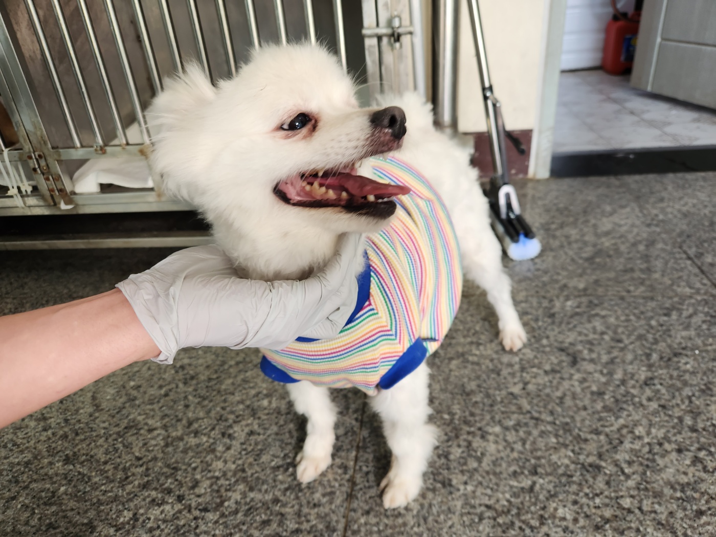 광주 동물보호소_429362202400181